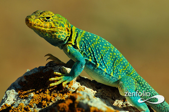 collared lizard.