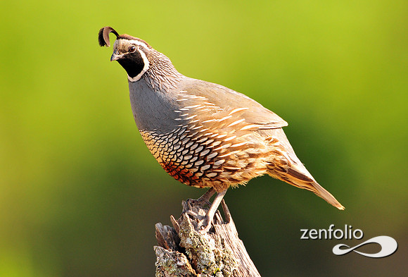 quail