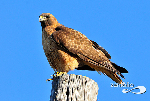 hawk