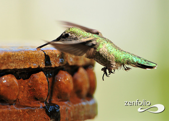 hummingbird