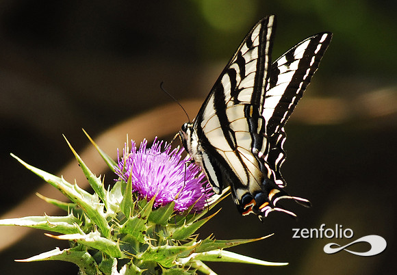 tiger swallowtail on thistle
