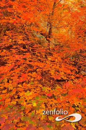fall foliage