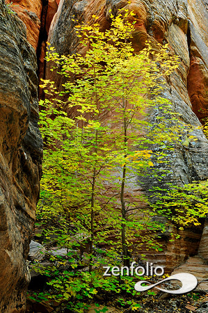 fall foliage