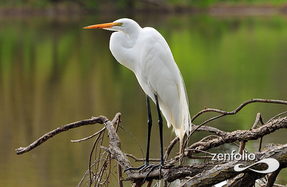 egrett