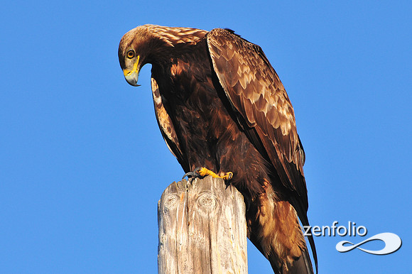 golden eagle