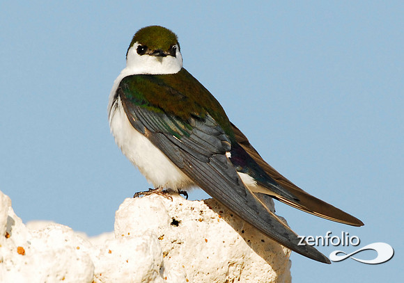 swallow