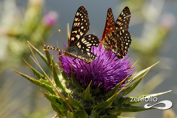 butterflies on thistle