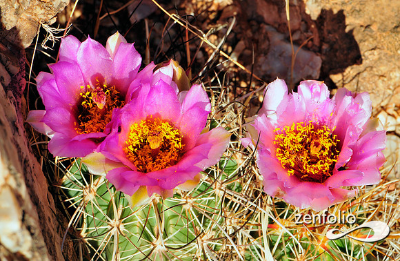 whipples fishhook cactus.