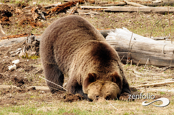 grizzly sniffing out a gopher.
