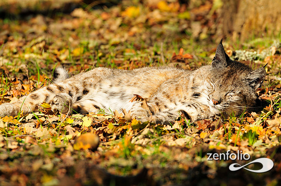 bobcat