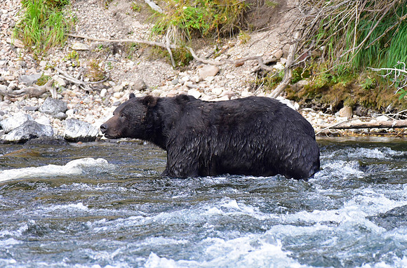 lehardey rapids grizzly (1)