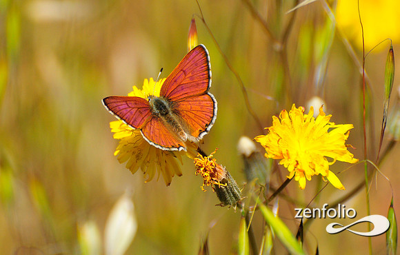 butterfly.