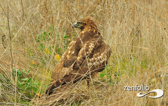 hawk