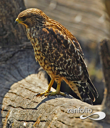 hawk