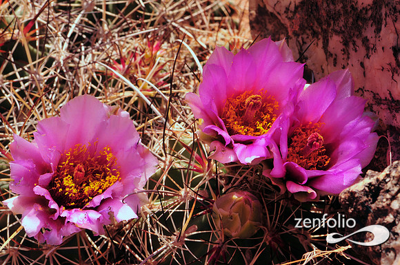 whipples fishhook cactus.