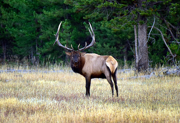 huge bull elk (9)