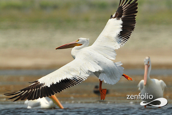 pelican