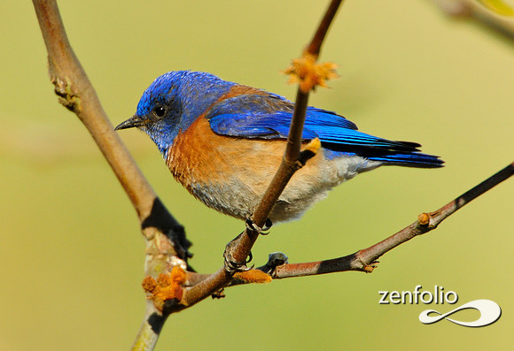 bluebird