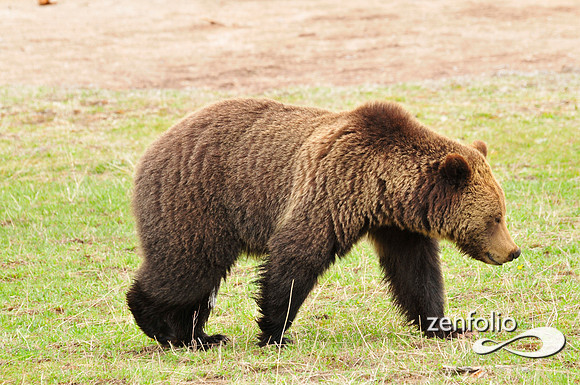 mr.grizzly.