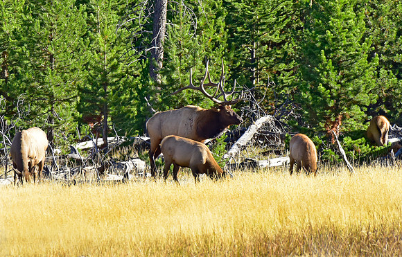 huge bull elk (11)