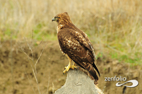 hawk