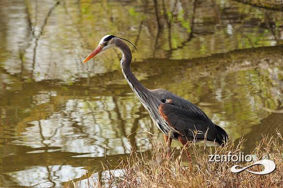 heron