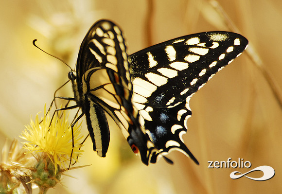 tiger swallowtail butterfly