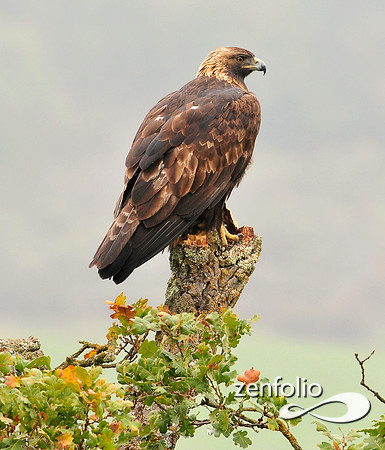 eagle