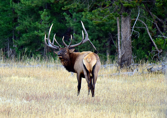 huge bull elk (6)