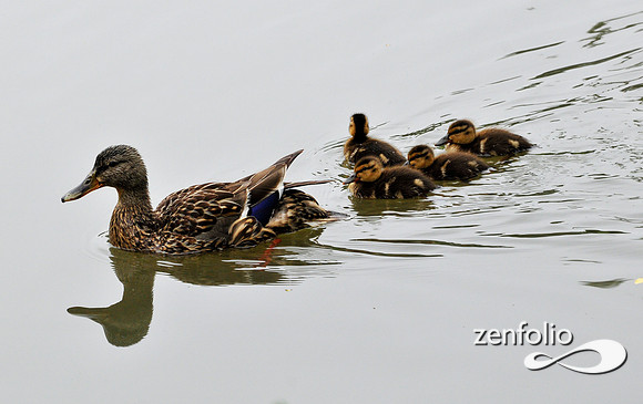 ducks