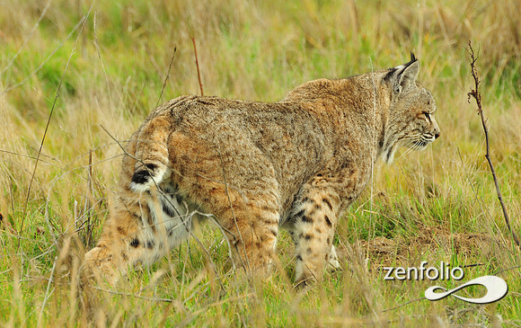 bobcat
