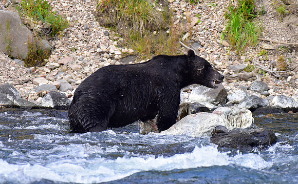 lehardey rapids grizzly (9)