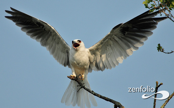 kite