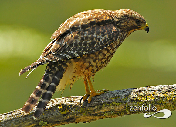 hawk