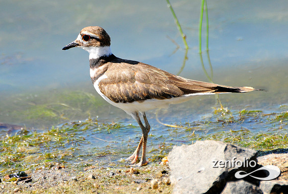 kildeer