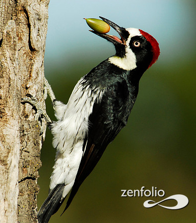 accorn woodpecker 3