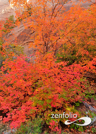 fall foliage