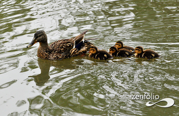 ducks
