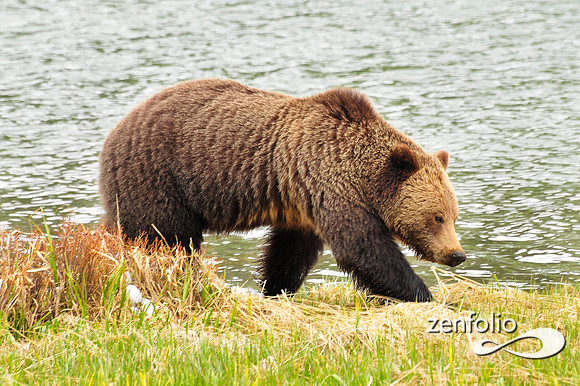 mr.grizzly.