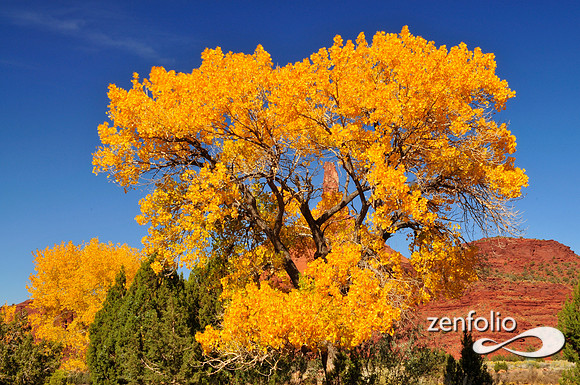 fall cottonwood