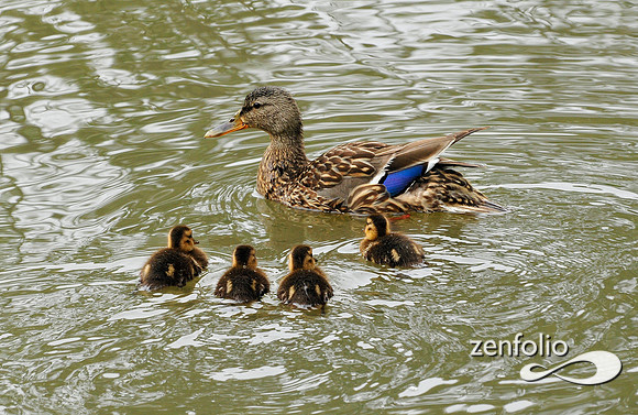 ducks