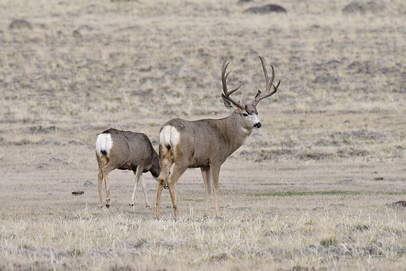 mule deer buck (5)