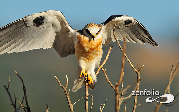 kite