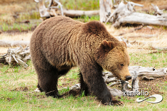 mr.grizzly,yellowstone parj,2012.