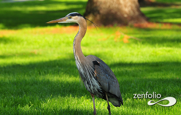 heron