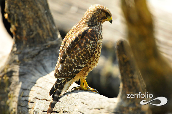 hawk