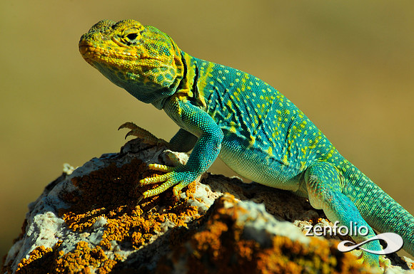 collared lizard.
