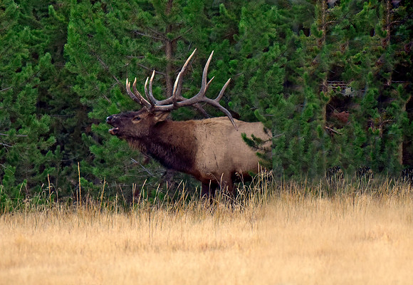 huge rutting bull elk (9)