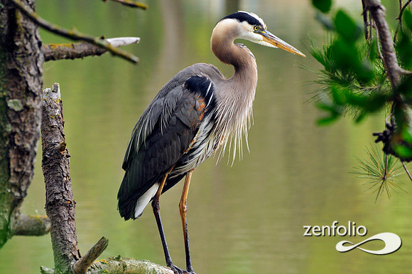 heron