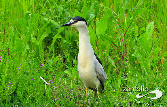 heron